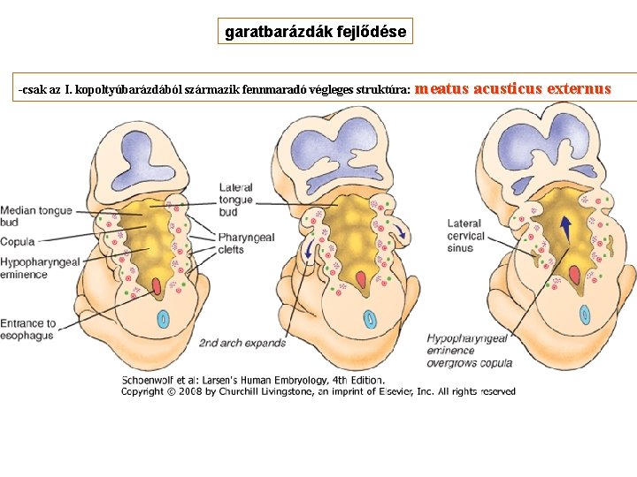 garatbarázdák fejlődése -csak az I. kopoltyúbarázdából származik fennmaradó végleges struktúra: meatus acusticus externus 