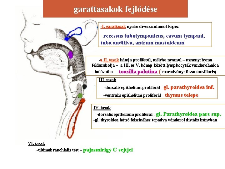 garattasakok fejlődése -I. garattasak nyeles diverticulumot képez recessus tubotympanicus, cavum tympani, tuba auditiva, antrum