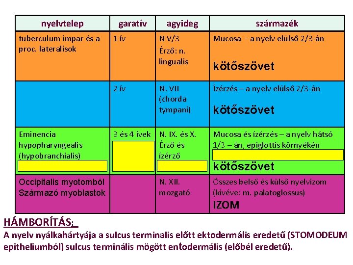 nyelvtelep tuberculum impar és a proc. lateralisok garatív 1 ív 2 ív Eminencia hypopharyngealis