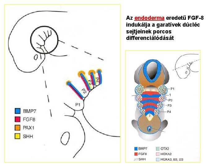 Az endoderma eredetű FGF-8 indukálja a garatívek dúcléc sejtjeinek porcos differenciálódását 