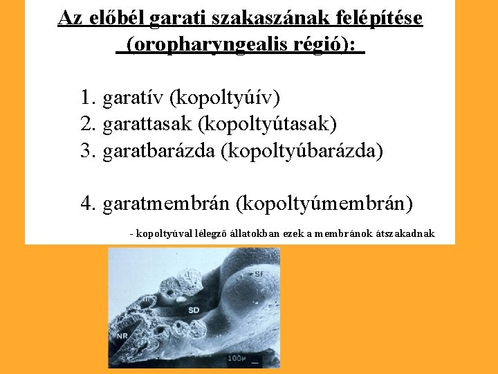 Az előbél garati szakaszának felépítése (oropharyngealis régió): 1. garatív (kopoltyúív) 2. garattasak (kopoltyútasak) 3.