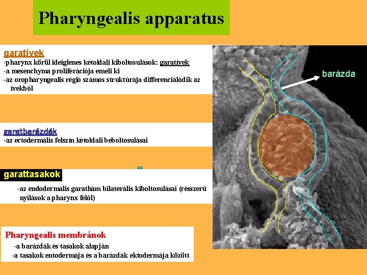 Pharyngealis apparatus garatívek -pharynx körül ideiglenes kétoldali kiboltosulások: garatívek -a mesenchyma proliferációja emeli ki