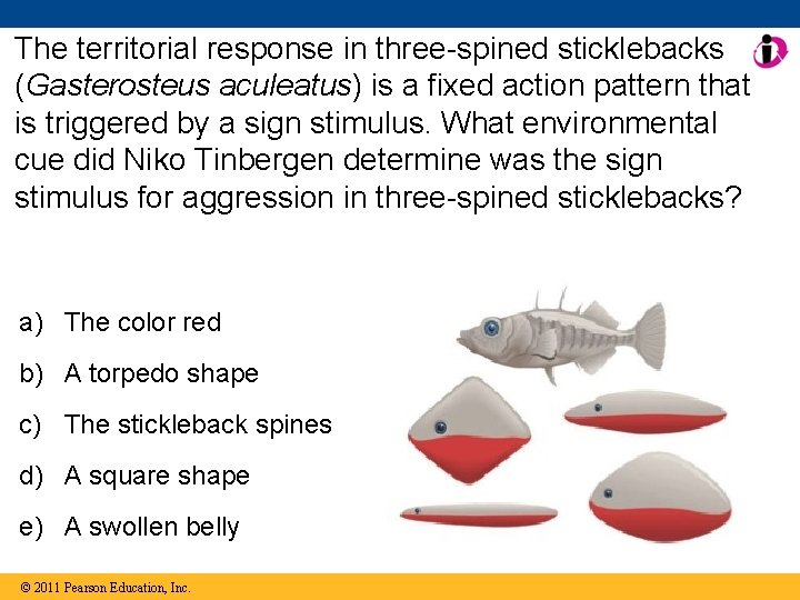 The territorial response in three-spined sticklebacks (Gasterosteus aculeatus) is a fixed action pattern that