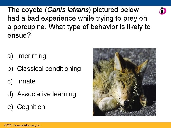 The coyote (Canis latrans) pictured below had a bad experience while trying to prey