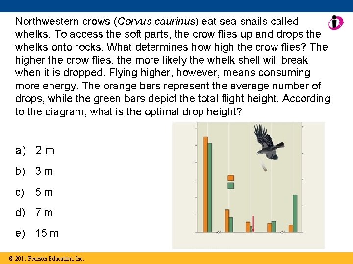 Northwestern crows (Corvus caurinus) eat sea snails called whelks. To access the soft parts,