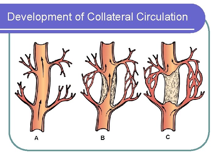 Development of Collateral Circulation 