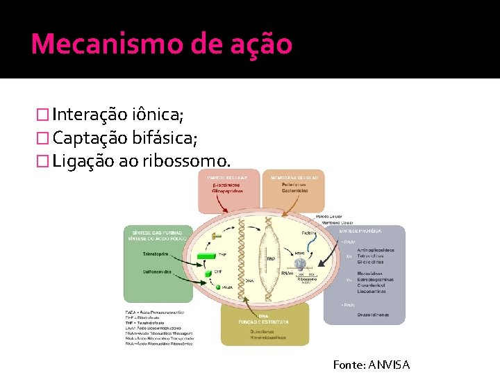 Mecanismo de ação � Interação iônica; � Captação bifásica; � Ligação ao ribossomo. Fonte: