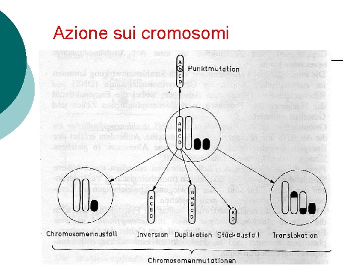 Azione sui cromosomi 