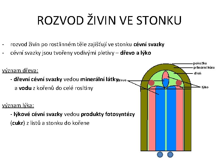 ROZVOD ŽIVIN VE STONKU - rozvod živin po rostlinném těle zajišťují ve stonku cévní