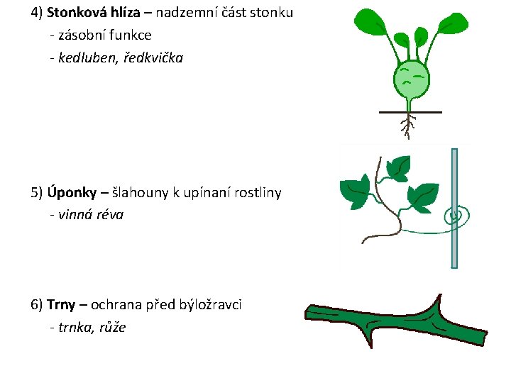 4) Stonková hlíza – nadzemní část stonku - zásobní funkce - kedluben, ředkvička 5)