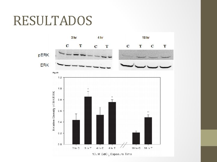 RESULTADOS 