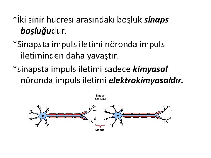 *İki sinir hücresi arasındaki boşluk sinaps boşluğudur. *Sinapsta impuls iletimi nöronda impuls iletiminden daha