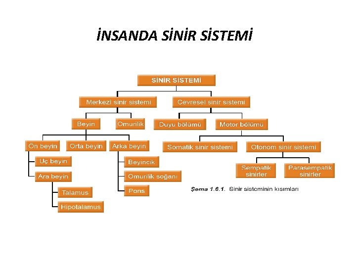 İNSANDA SİNİR SİSTEMİ 