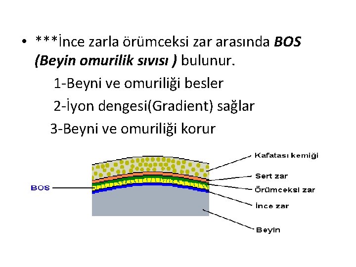  • ***İnce zarla örümceksi zar arasında BOS (Beyin omurilik sıvısı ) bulunur. 1