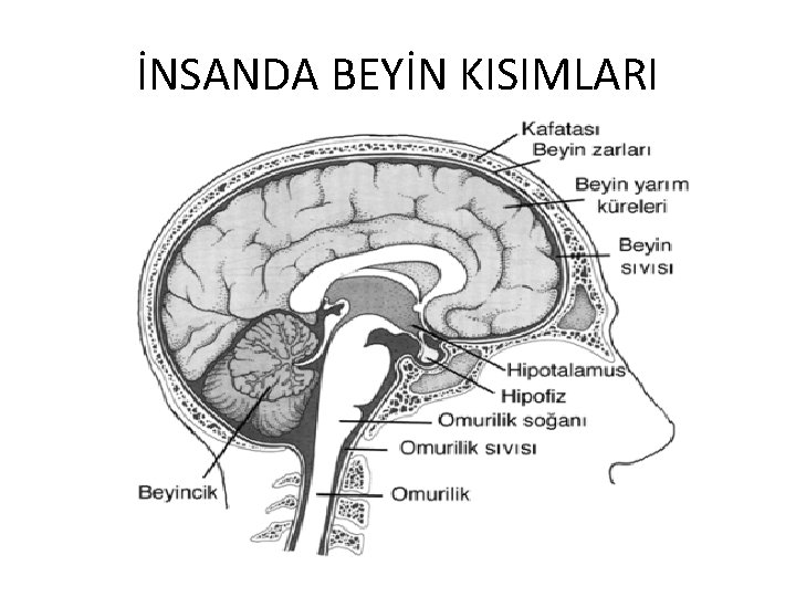 İNSANDA BEYİN KISIMLARI 