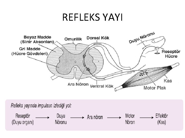 REFLEKS YAYI 