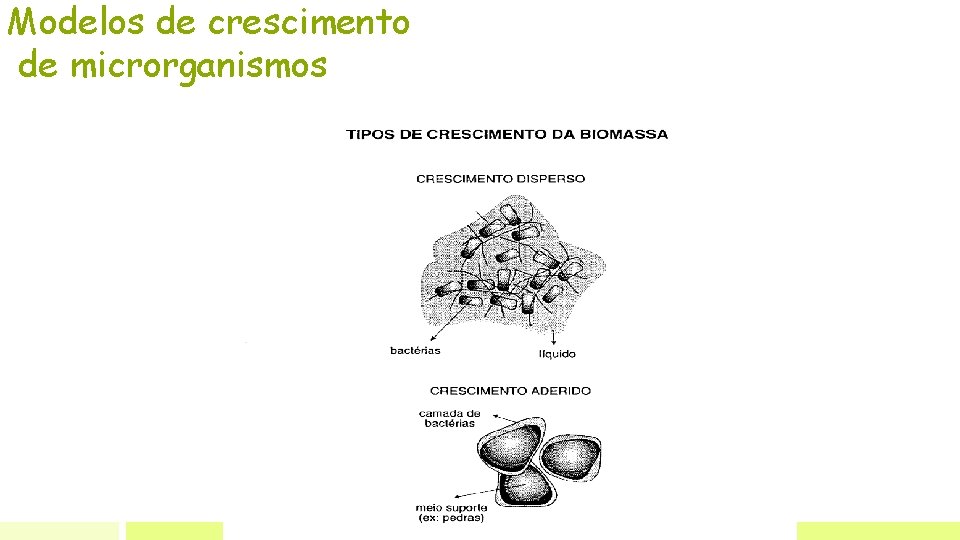 Modelos de crescimento de microrganismos 