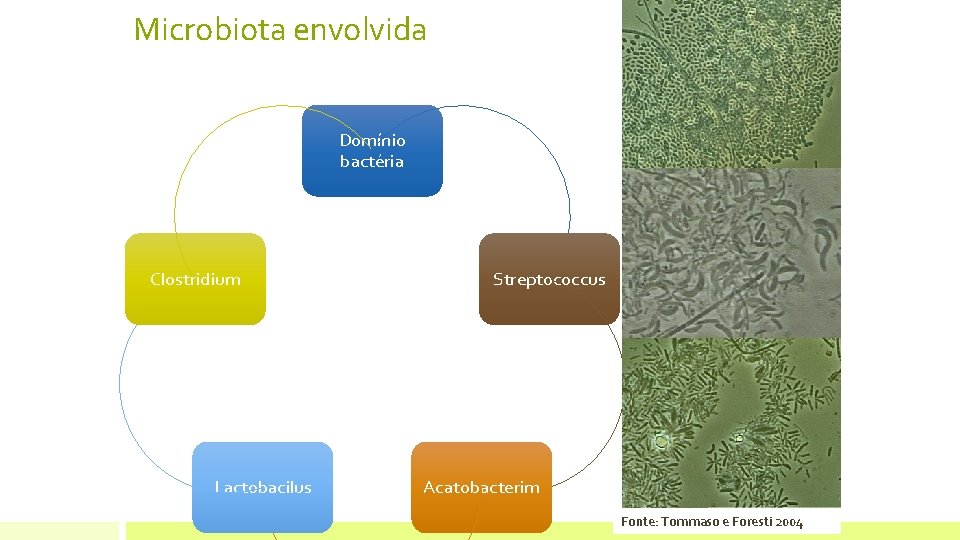 Microbiota envolvida Domínio bactéria Clostridium Lactobacilus Streptococcus Acatobacterim CH 4 Fonte: Tommaso e Foresti