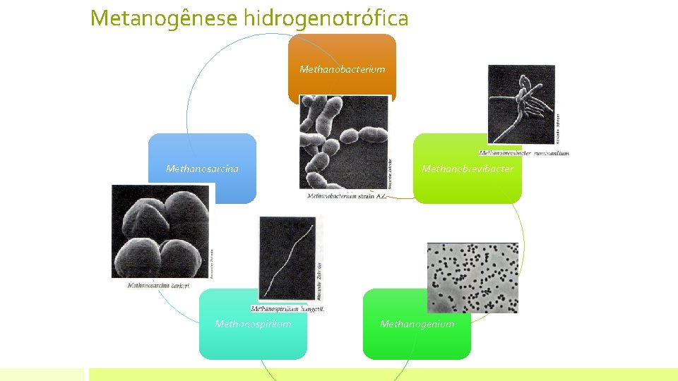 Metanogênese hidrogenotrófica Methanobacterium Methanosarcina Methanospirilum Methanobrevibacter Methanogenium CH 4 