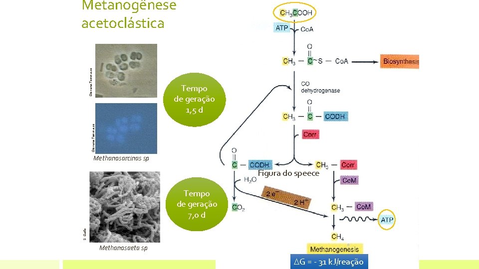 Giovana. Tommaso Metanogênese acetoclástica Giovana. Tommaso Tempo de geração 1, 5 d Methanosarcinas sp