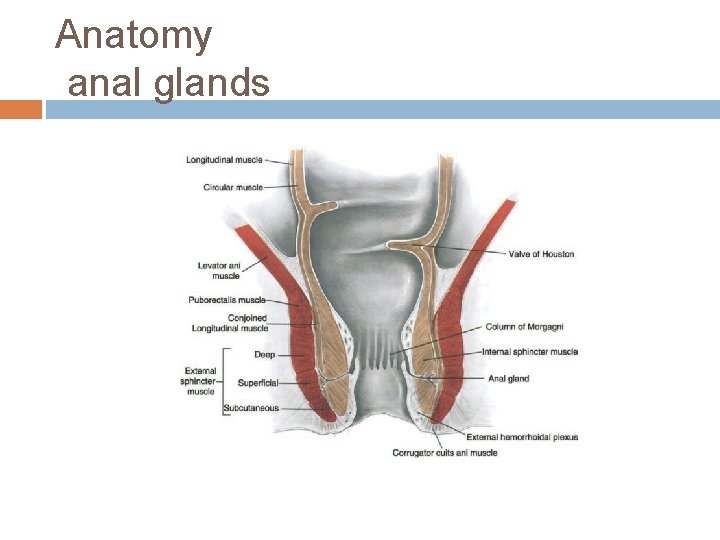 Anatomy anal glands 