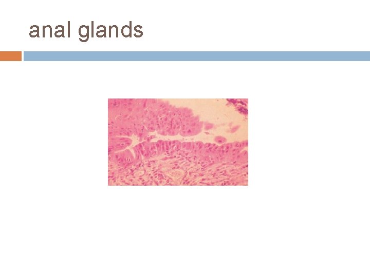 anal glands 