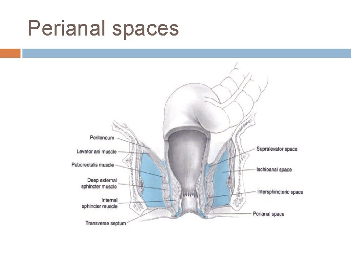 Perianal spaces 