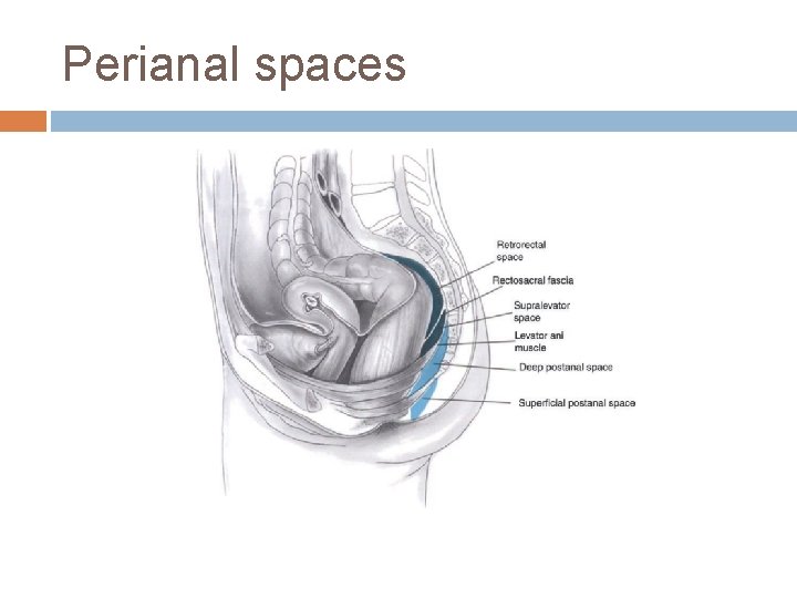 Perianal spaces 