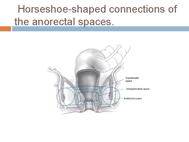 Horseshoe-shaped connections of the anorectal spaces. 