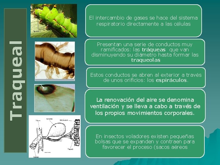 Traqueal El intercambio de gases se hace del sistema respiratorio directamente a las células