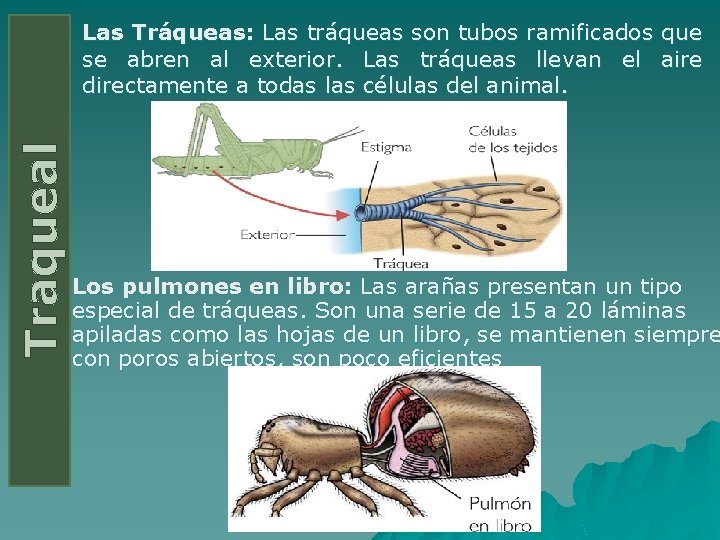 Traqueal Las Tráqueas: Las tráqueas son tubos ramificados que se abren al exterior. Las