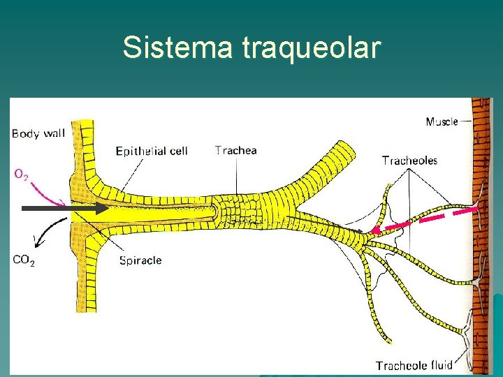 Sistema traqueolar 