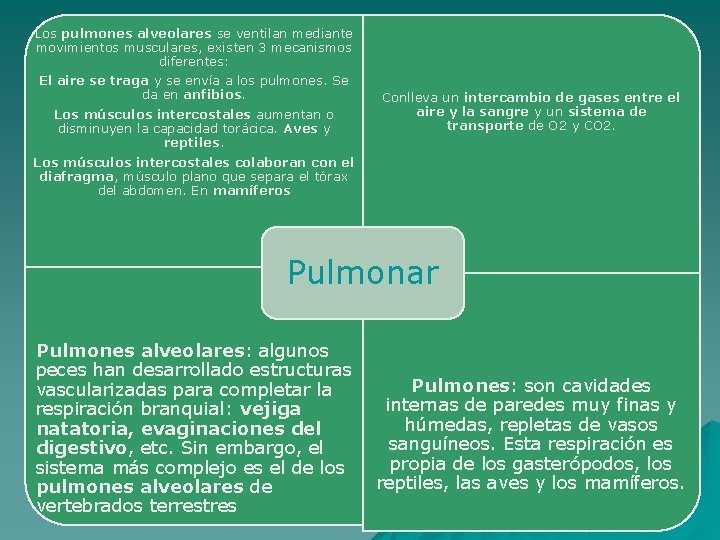 Los pulmones alveolares se ventilan mediante movimientos musculares, existen 3 mecanismos diferentes: El aire