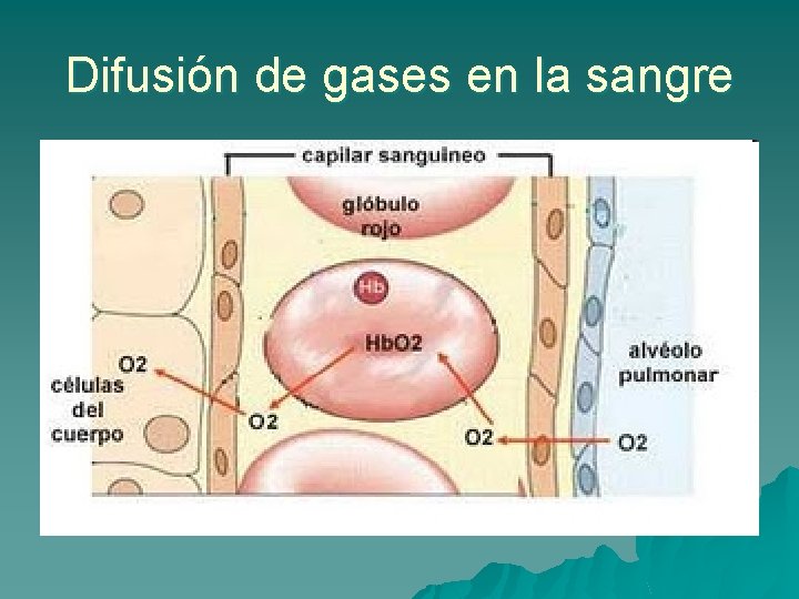 Difusión de gases en la sangre 
