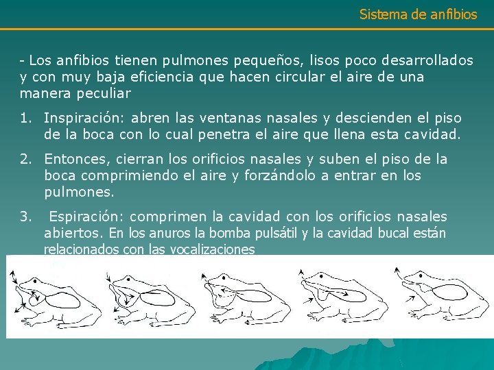 Sistema de anfibios - Los anfibios tienen pulmones pequeños, lisos poco desarrollados y con