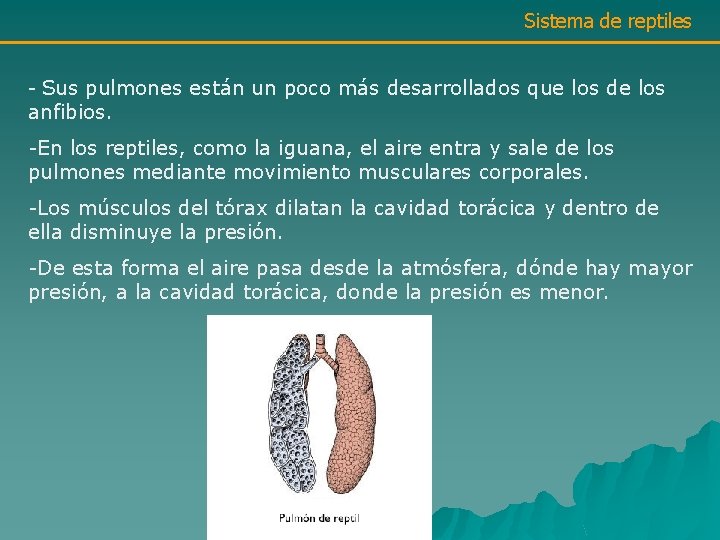 Sistema de reptiles - Sus pulmones están un poco más desarrollados que los de