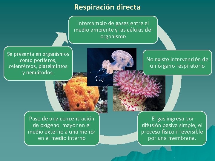 Respiración directa Intercambio de gases entre el medio ambiente y las células del organismo