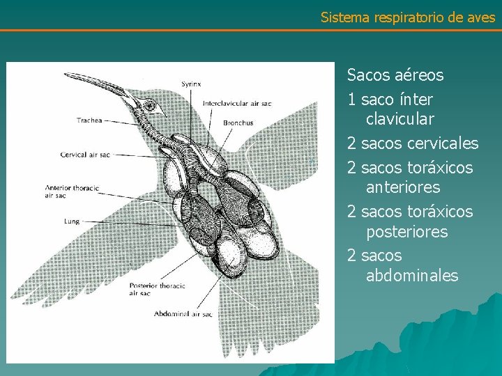 Sistema respiratorio de aves Sacos aéreos 1 saco ínter clavicular 2 sacos cervicales 2