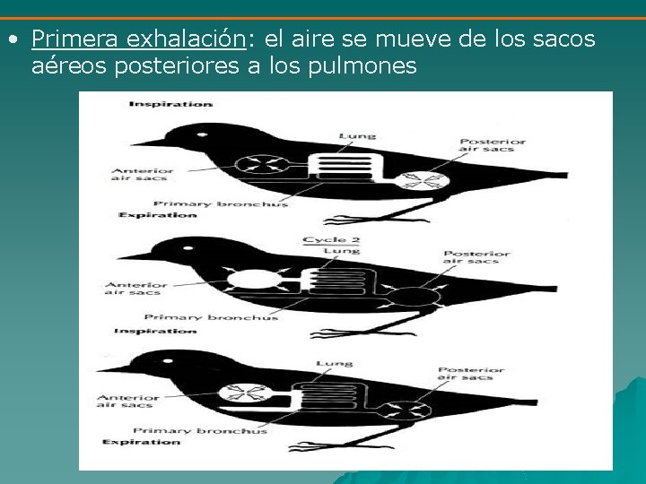  • Primera exhalación: el aire se mueve de los sacos aéreos posteriores a