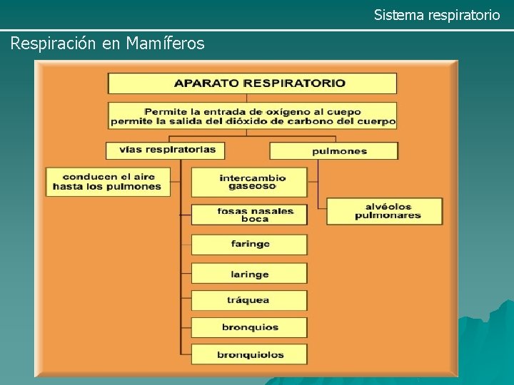 Sistema respiratorio Respiración en Mamíferos 