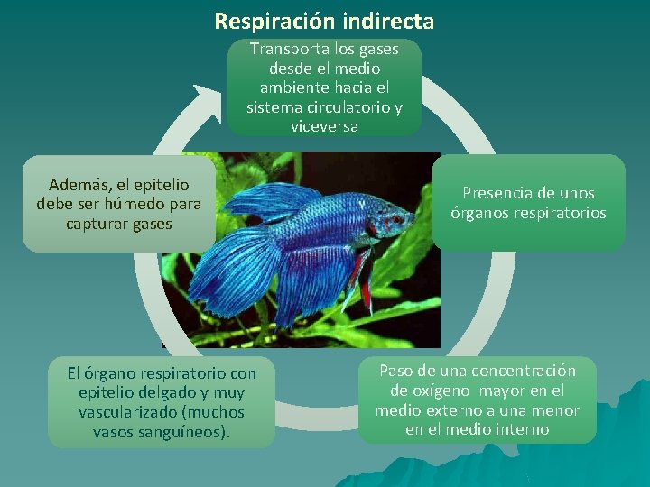 Respiración indirecta Transporta los gases desde el medio ambiente hacia el sistema circulatorio y