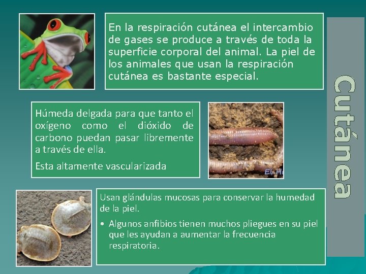 Húmeda delgada para que tanto el oxígeno como el dióxido de carbono puedan pasar