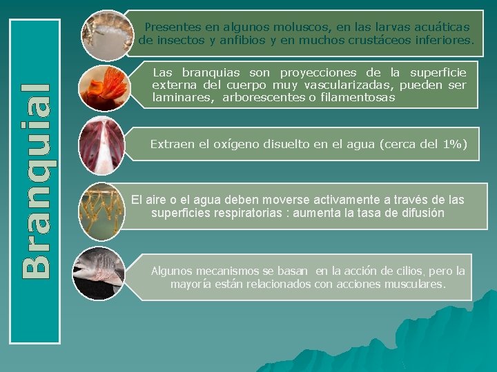 Branquial Presentes en algunos moluscos, en las larvas acuáticas de insectos y anfibios y