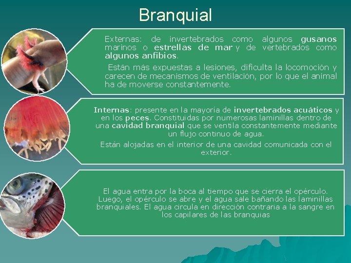 Branquial Externas: de invertebrados como algunos gusanos marinos o estrellas de mar y de