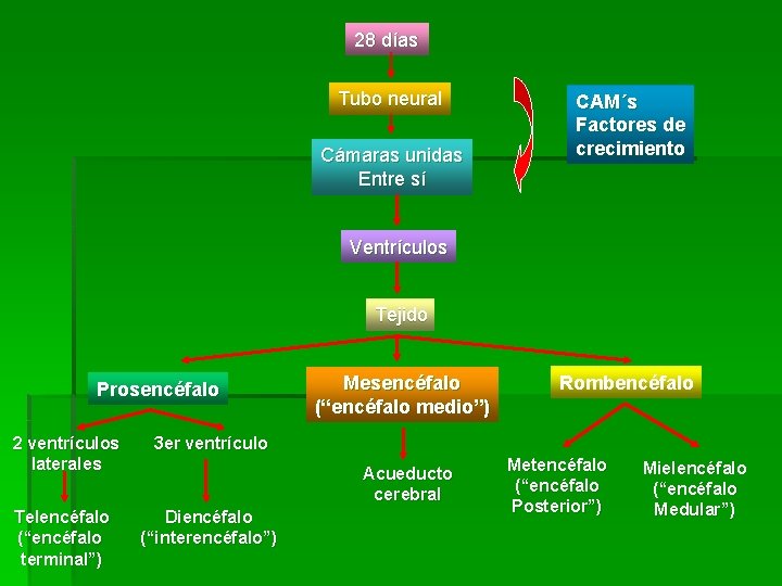 28 días Tubo neural Cámaras unidas Entre sí CAM´s Factores de crecimiento Ventrículos Tejido