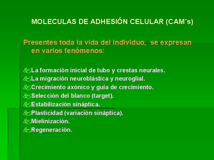 MOLECULAS DE ADHESIÓN CELULAR (CAM´s) Presentes toda la vida del individuo, se expresan en