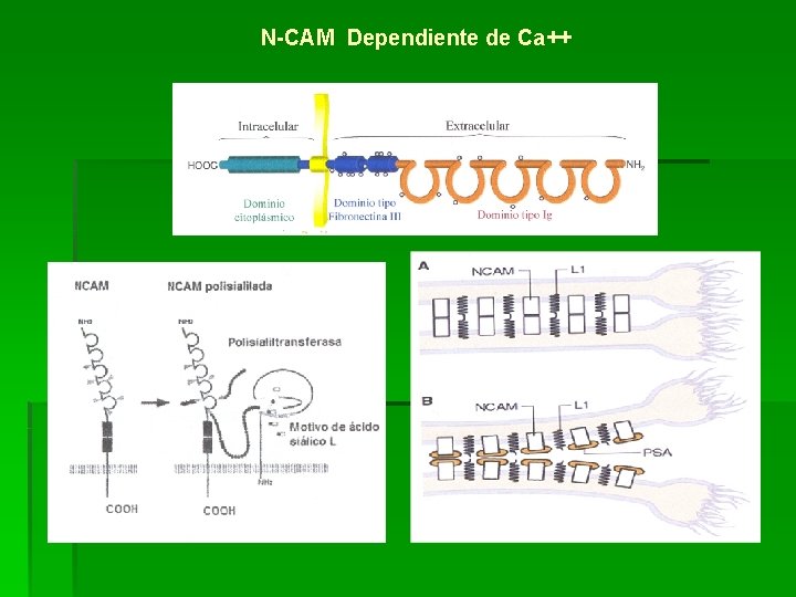 N-CAM Dependiente de Ca++ 