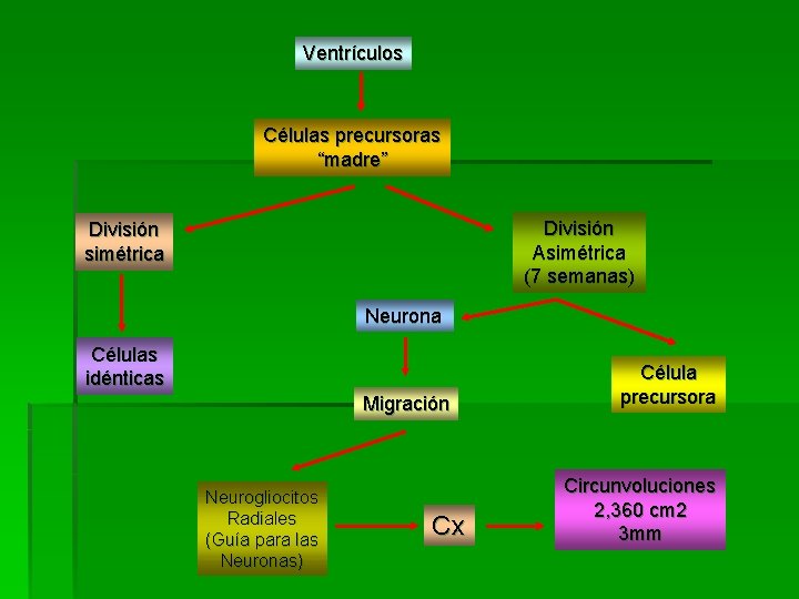Ventrículos Células precursoras “madre” División Asimétrica (7 semanas) División simétrica Neurona Células idénticas Migración