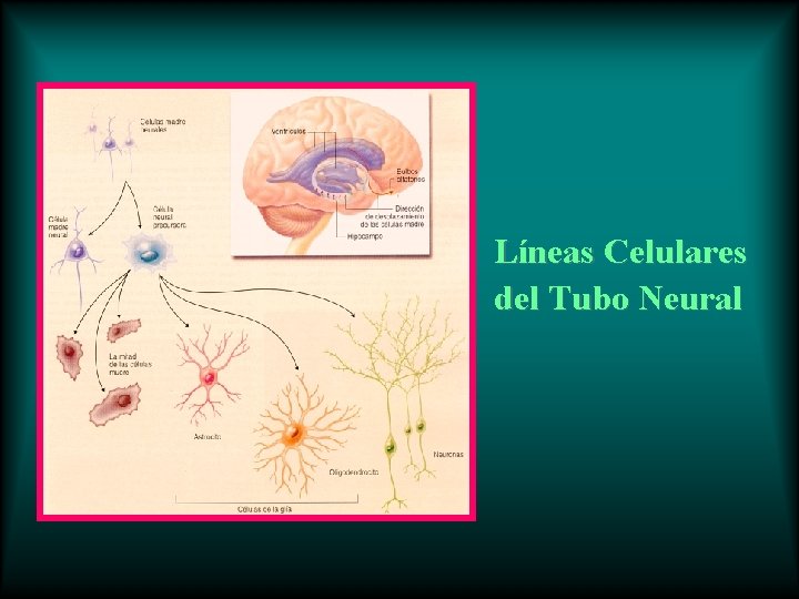 Líneas Celulares del Tubo Neural 