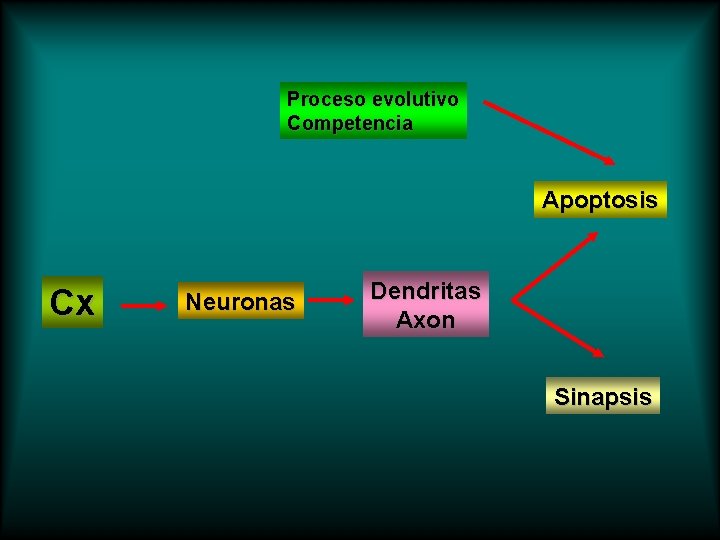 Proceso evolutivo Competencia Apoptosis Cx Neuronas Dendritas Axon Sinapsis 